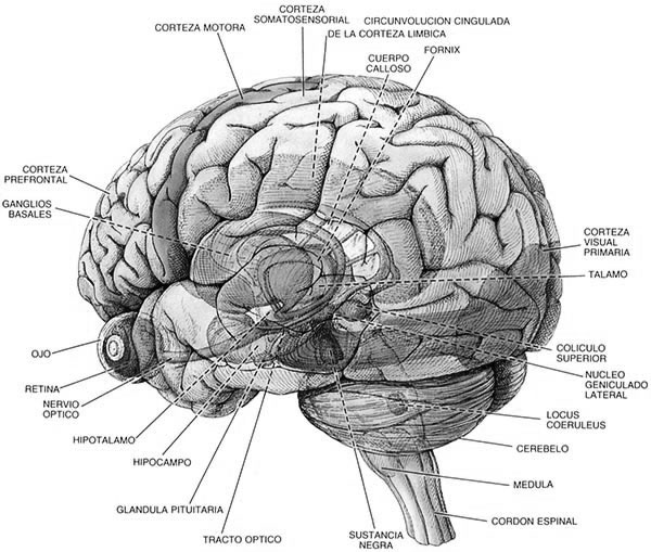 High brains. Проекционные зоны коры головного мозга. Атлас головного мозга. Frontal Cortex. Головной мозг человека строение и функции анатомия.